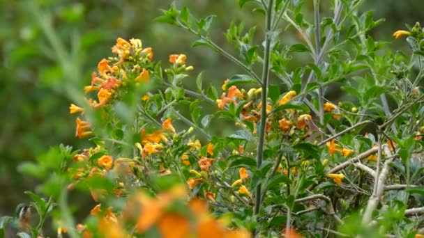 Liten Kolibri Äter Nektar Och Flyger Runt Färgglada Blommor Liten — Stockvideo