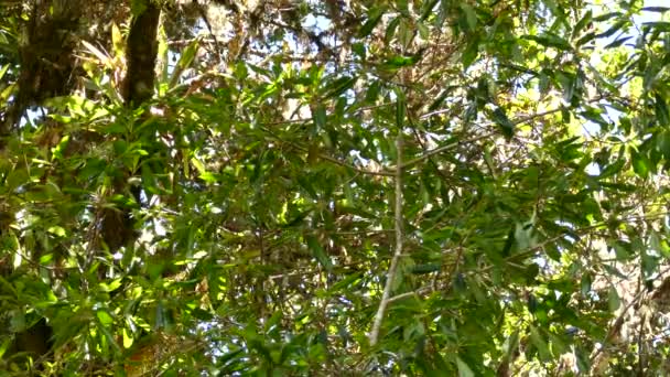 Trotamundos Americanos Atrapando Comida Entre Hojas Ramas Bosque Costa Rica — Vídeo de stock