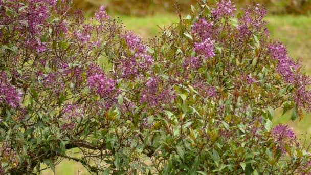 Kleine Kolibrie Vliegt Rond Roze Bloemen Voedt Zich Met Nectar — Stockvideo
