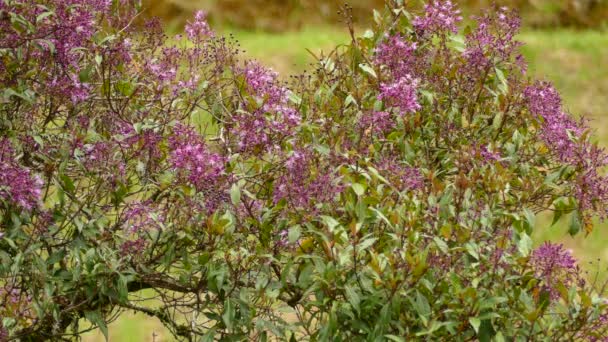 Pequeño Colibrí Volando Alrededor Flores Rosadas Alimentándose Del Néctar Colibrí — Vídeos de Stock