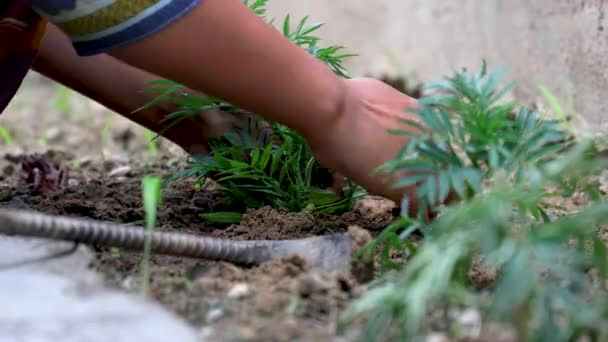 Gartenkonzept Bodenausheben Mit Selbstgemachter Spitzhacke Oder Kelle Blumen Pflanzen Gartenarbeit — Stockvideo