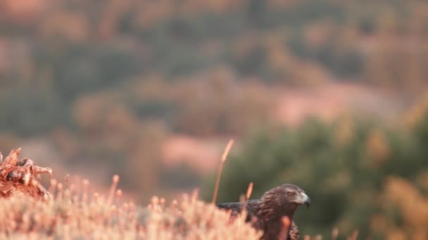 Cámara Rastreando Águila Dorada Caminando Luego Encontró Algo Comida Hora — Vídeo de stock