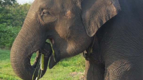 Sumatran Elephant Enjoys Eating Branches Lunch Side Angle Slow Motion — Stock Video