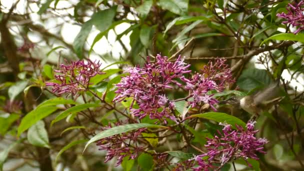 Feche Beija Flor Voando Redor Das Flores Comendo Néctar Hummingbird — Vídeo de Stock