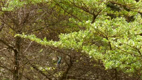 Green Thorntail Flyger Runt Ett Träd Och Letar Efter Mat — Stockvideo