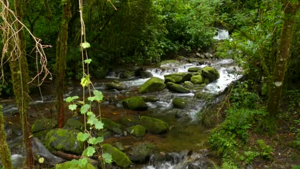 Río Bosque Lluvioso Que Fluye Sobre Las Rocas Cubiertas Musgo — Vídeo de stock