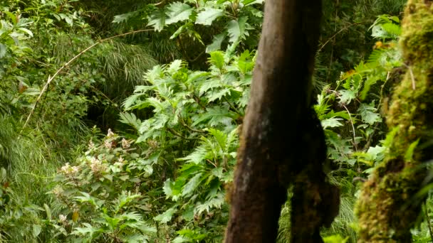 Dikke Struiken Bladeren Met Een Grote Tak Boom Voorgrond Natuurlijk — Stockvideo