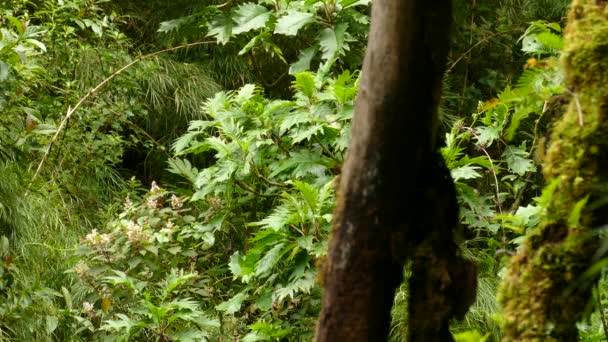 Silné keře a listí s velkou větví nebo stromem v popředí. Přirozená zeleň obklopuje nedotčenou část džungle, zatímco ptáčci létají kolem a často přistávají. Shot in 4k.