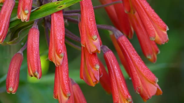 Primer Plano Flores Rojas Exóticas Selva Aisladas Flores Tropicales Bomarea — Vídeos de Stock