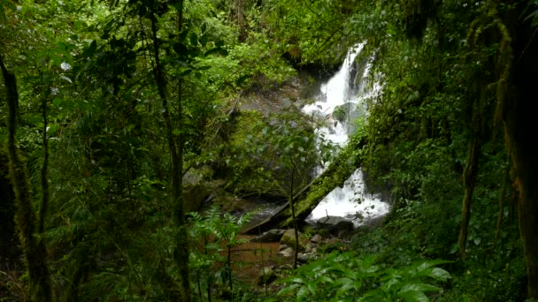 초목으로 둘러싸인 우림의 아름다운 코스타리카 밀림에서 밀림의 강으로 들어가는 아름다운 — 비디오