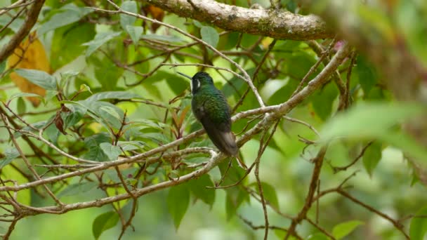 Tropický pták sedí na větvi v deštném pralese a odlétá. Zelený Thorntail pták sedící na větvi v Kostarickém lese.