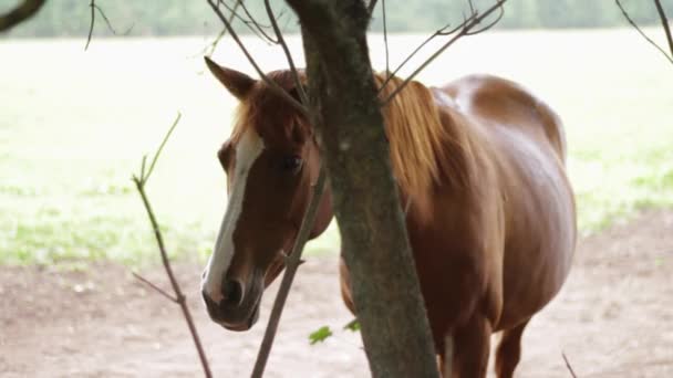 Sad Abandoned Tamed Horse Left Alone Farm — Stock Video