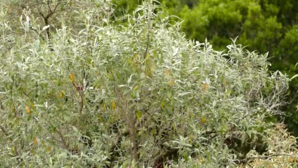 Pequeño Pájaro Negro Mueve Través Ramas Increíbles Plantas Hojas Verdes — Vídeo de stock