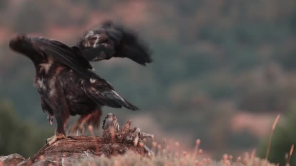 Steinadler Auf Dem Weg Von Einem Holzstamm Einem Anderen Platz — Stockvideo