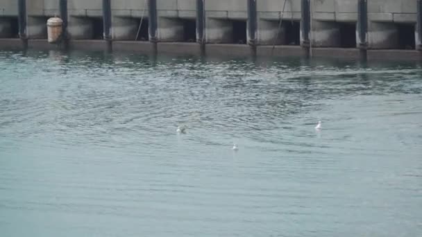 Zeevogels Zwemmen Een Plotseling Vliegt Weg Het Water Numazu Vismarkt — Stockvideo