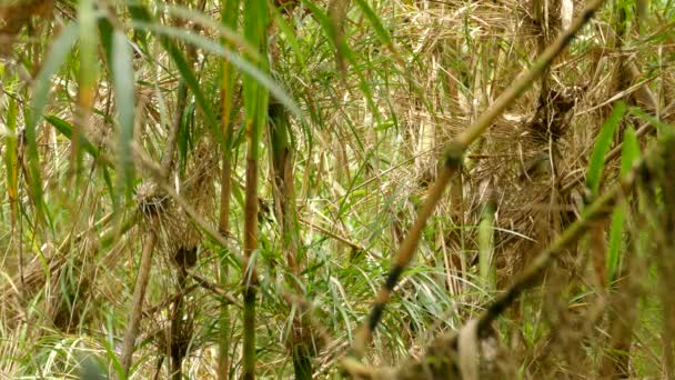 Social Flycatcher Bird Hopping Through Bent Bamboo Rostliny v divočině v Kostarice - střední střela