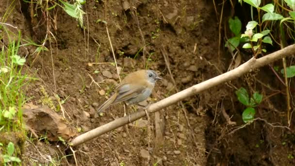 Colibri Assis Sur Bâton Bois Regardant Autour Forêt Envole Hors — Video