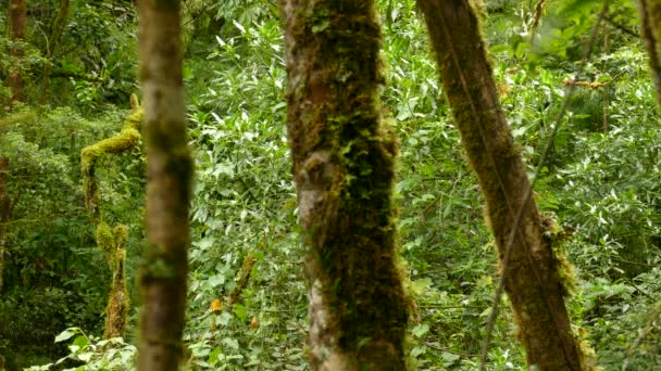 Drzewa Stoją Wysoko Podczas Gdy Inni Budują Gęstą Dżunglę Tle — Wideo stockowe
