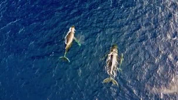 Pair Humpback Whales Its Calf Swimming Dives Deep Blue Ocean — Stock Video