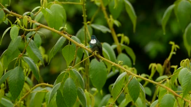 Exotic Bird Sitting Branch Tropical Rainforest Isolated View Green Thorntail — Stock Video