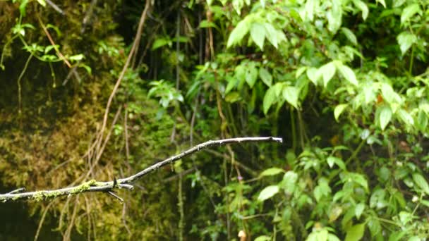 小さなハチドリが枝に座って熱帯雨林に飛び立つ 熱帯雨林の木の枝の上を飛んでカラフルなハチドリ — ストック動画