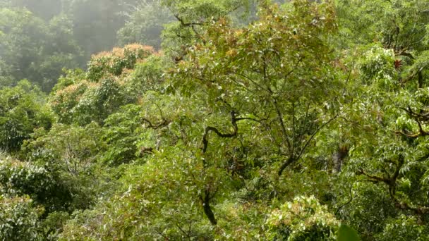 熱帯の木々がジャングルの中の光の風に乗って動いている 緑の木の天蓋に湾曲した木の枝 — ストック動画