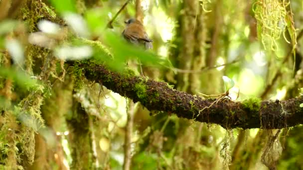 Pájaro Exótico Sentado Una Vid Selva Sooty Trush Sentado Una — Vídeos de Stock