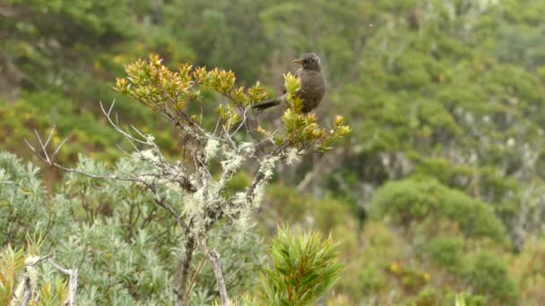 Wild Clay Colored Thrush Forest Costa Rica Beautiful Wildlife Animal — Stock Video