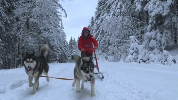 在阴云密布的冬日里 毛茸茸的狗拖着一个人在雪橇上 雪落在他们身上 动作缓慢 — 图库视频影像