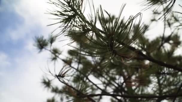 仰望着挂在森林里一棵大树树枝上的常绿树叶 — 图库视频影像