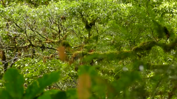 Trädkronorna Djungeln Fåglar Flyger Runt Och Hoppar Över Grenarna Skjuten — Stockvideo