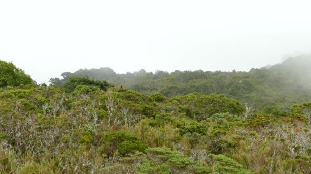 Nastrojowy Las Szerokokątny Mgłą Chmurami Ptaki Siedzą Drzewach Kostaryka Natura — Wideo stockowe