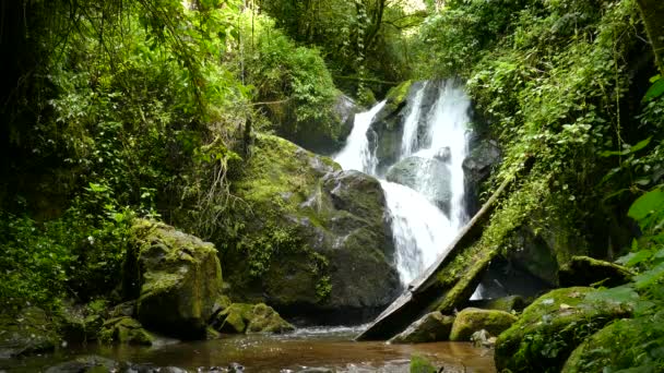 緑豊かな植生と苔に囲まれた熱帯雨林の滝の近く コスタリカの森の美しい熱帯の滝で 落石や川を囲む大きな岩があります — ストック動画