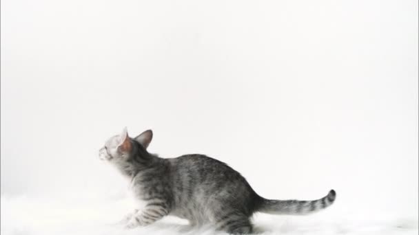 Oyuncakla Oynayan Bir Kedi Yavrusu — Stok video