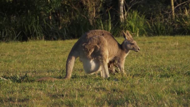 オーストラリアのクイーンズランド州にある自然保護区 フルショット ポーチにジョーイと緑の草の上に女性の東グレーカンガルー放牧 — ストック動画