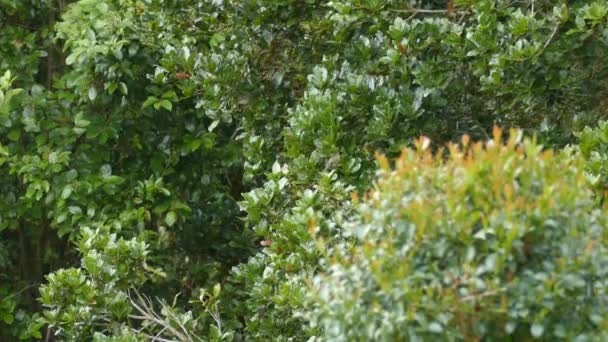Grube Zielone Drzewa Rosną Podczas Gdy Słońce Przykrywa Światłem Koliber — Wideo stockowe