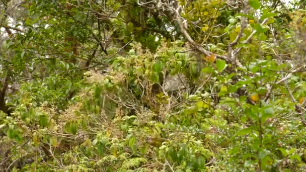 Dva žluté kalhotky ptáci skákání z větve na větev na stromě v Kostarice.