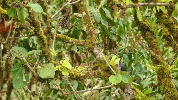 Pájaro Carpintero Bellota Tropical Melanerpes Formicivorus — Vídeo de stock