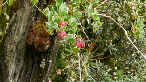 키스카데 나무에서 열매를 위하여 나뭇가지 주위를 날아다닌다 코스타리카의 동물들 — 비디오