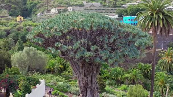 Drago Milenario Ancien Spécimen Dragon Dracaena Draco Sur Île Tenerife — Video