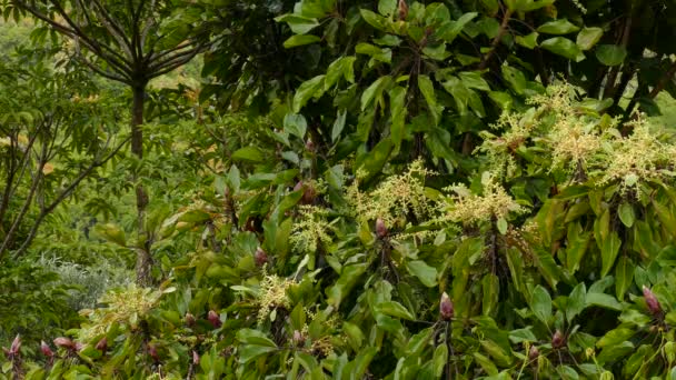 Beija Flores Voam Alimentam Néctar Árvores Arbustos Ambiente Floresta Selva — Vídeo de Stock