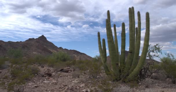 Cactus Órgano Desierto Sonora Sur Arizona — Vídeo de stock