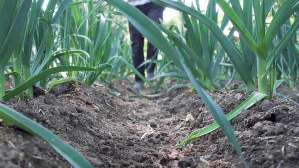 Agricultor Mantendo Horta Como Parte Sustentabilidade Nos Países Baixos Tiro — Vídeo de Stock