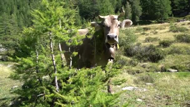 瑞士棕色的牛在瑞士的阿尔卑斯山上吃草 奶牛和大自然中的山地全景10 — 图库视频影像