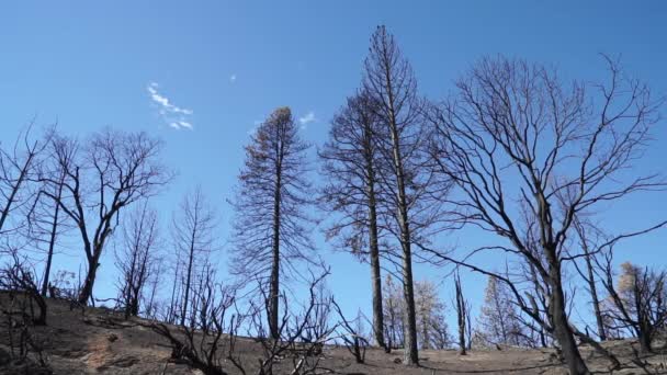 Les Conséquences Valley Fire 2015 Lake County Californie — Video