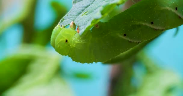 Uma Lagarta Comer Uma Planta Tomate — Vídeo de Stock