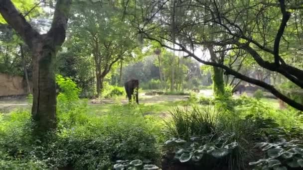 Elefant Bäumen Fahren Vorbei — Stockvideo