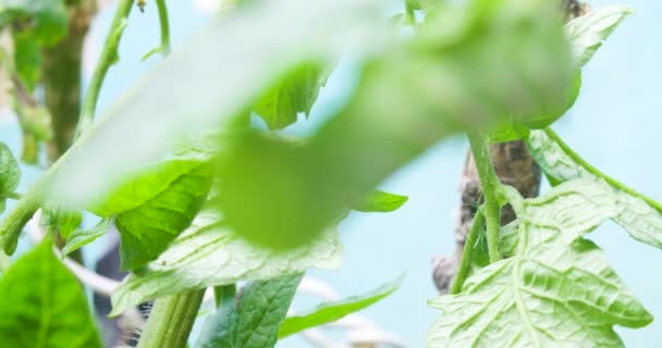 Een Rups Binnen Tomaat Plant — Stockvideo