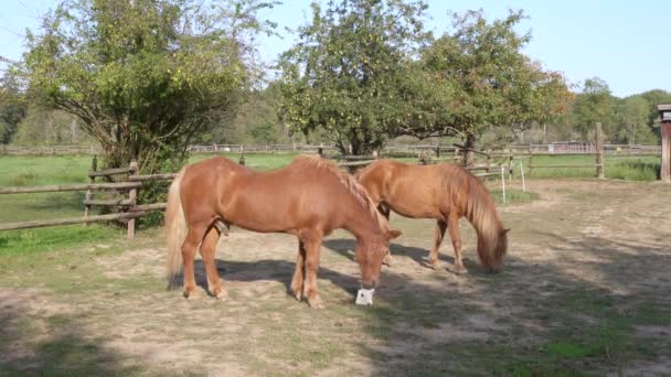 Koně na poli popíjejí a jedí trávu venku v létě