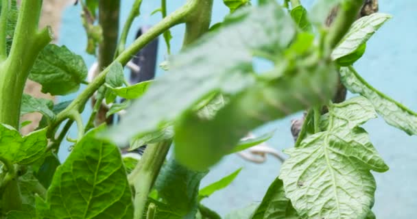 Una Oruga Una Planta Tomate — Vídeo de stock